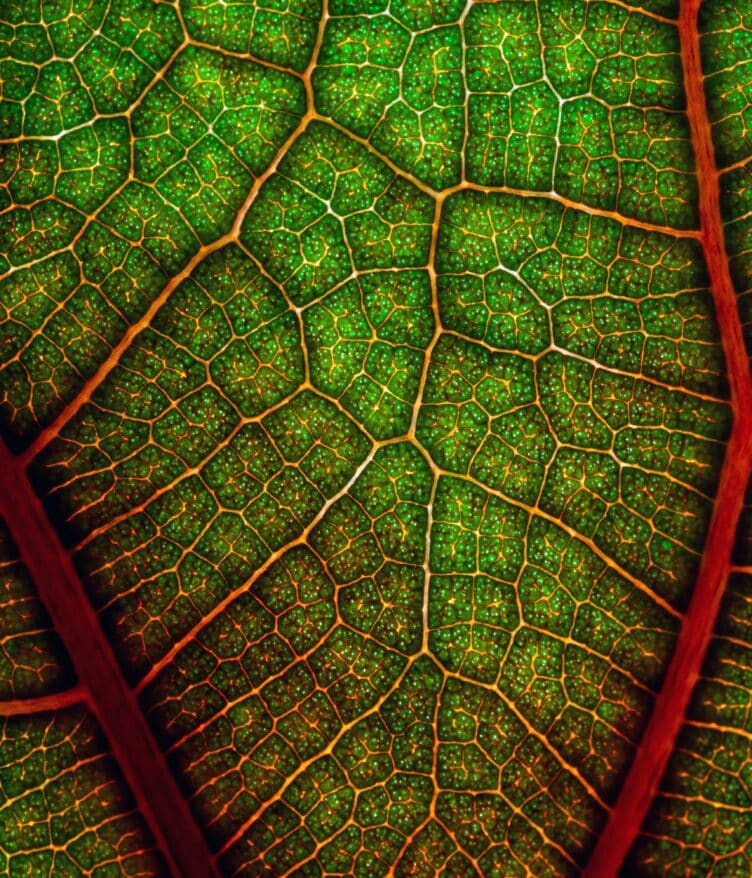 Plastomics raises $5.8M Series B to advance chloroplast engineering, enabling next-gen trait delivery in corn and soybean crops.