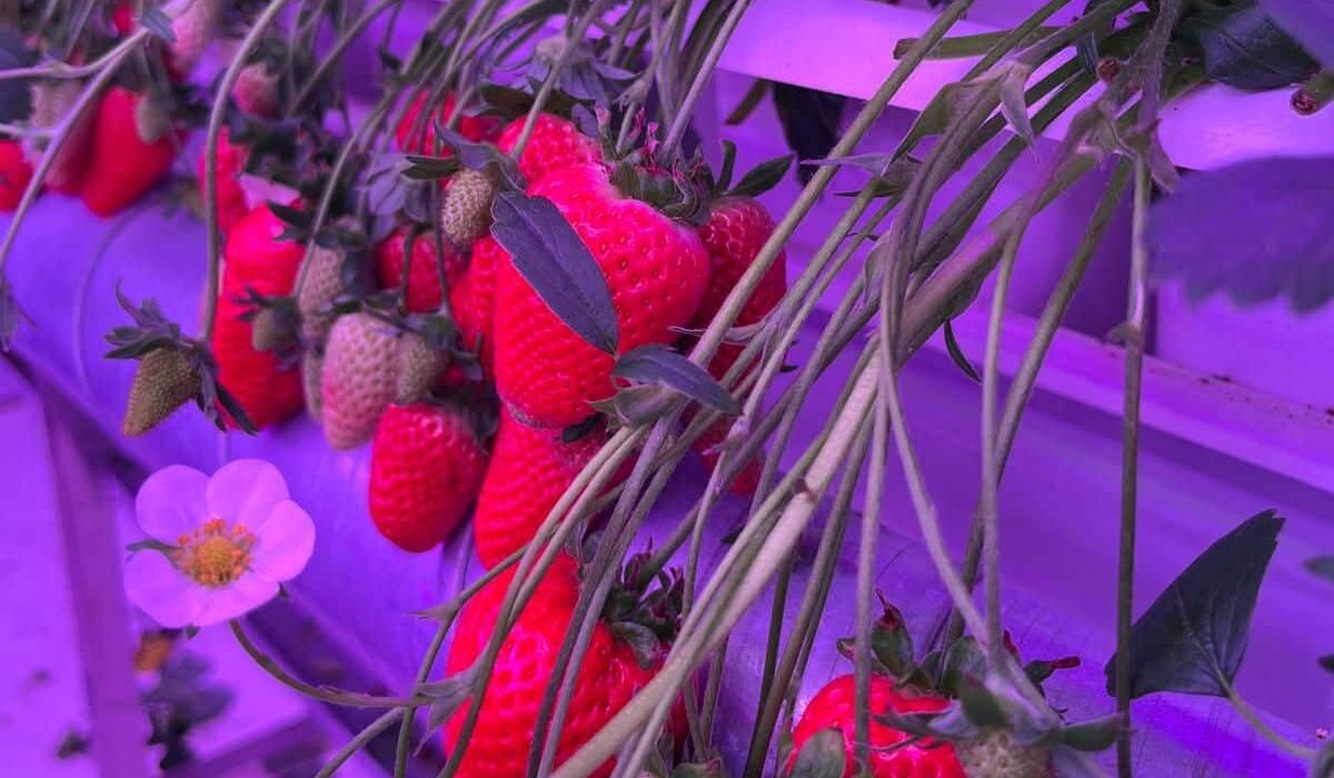 Fragaria Fruits Pvt. Ltd., a high-tech farming company, has raised USD 2 million in seed funding to expand its operations and accelerate the commercial production of premium strawberries, blueberries, and raspberries.