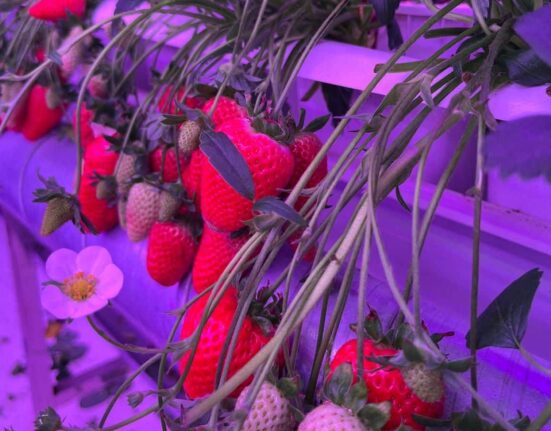 Fragaria Fruits Pvt. Ltd., a high-tech farming company, has raised USD 2 million in seed funding to expand its operations and accelerate the commercial production of premium strawberries, blueberries, and raspberries.