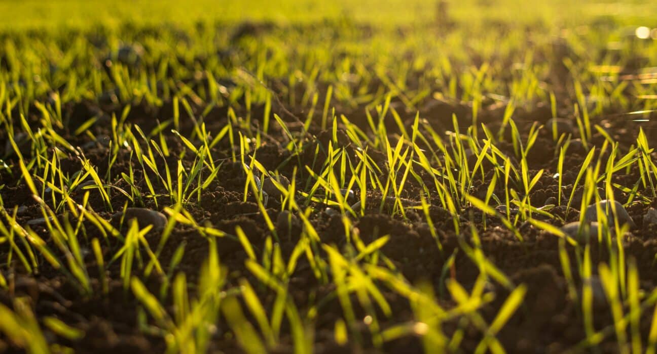 Profluent Bio and Corteva partner to apply generative AI and gene editing to create more sustainable, resilient next-generation crops.