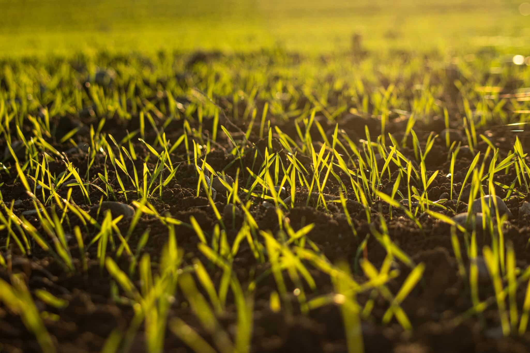 Profluent Bio and Corteva partner to apply generative AI and gene editing to create more sustainable, resilient next-generation crops.