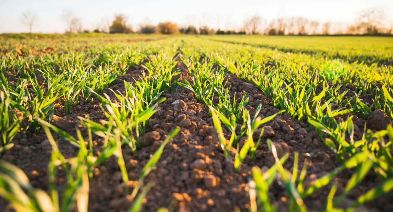 KhetiBuddy has rebranded as Verdnt, reflecting its mission to deliver smarter, more sustainable insights for agri-businesses.