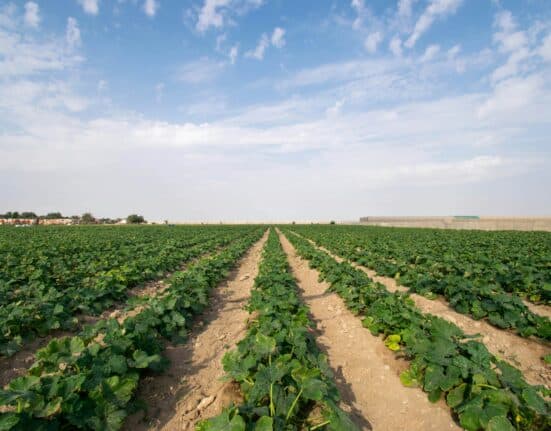 Advancing Eco Agriculture and Market Gardener Institute partner to equip small-scale growers with regenerative tools, science, and training.