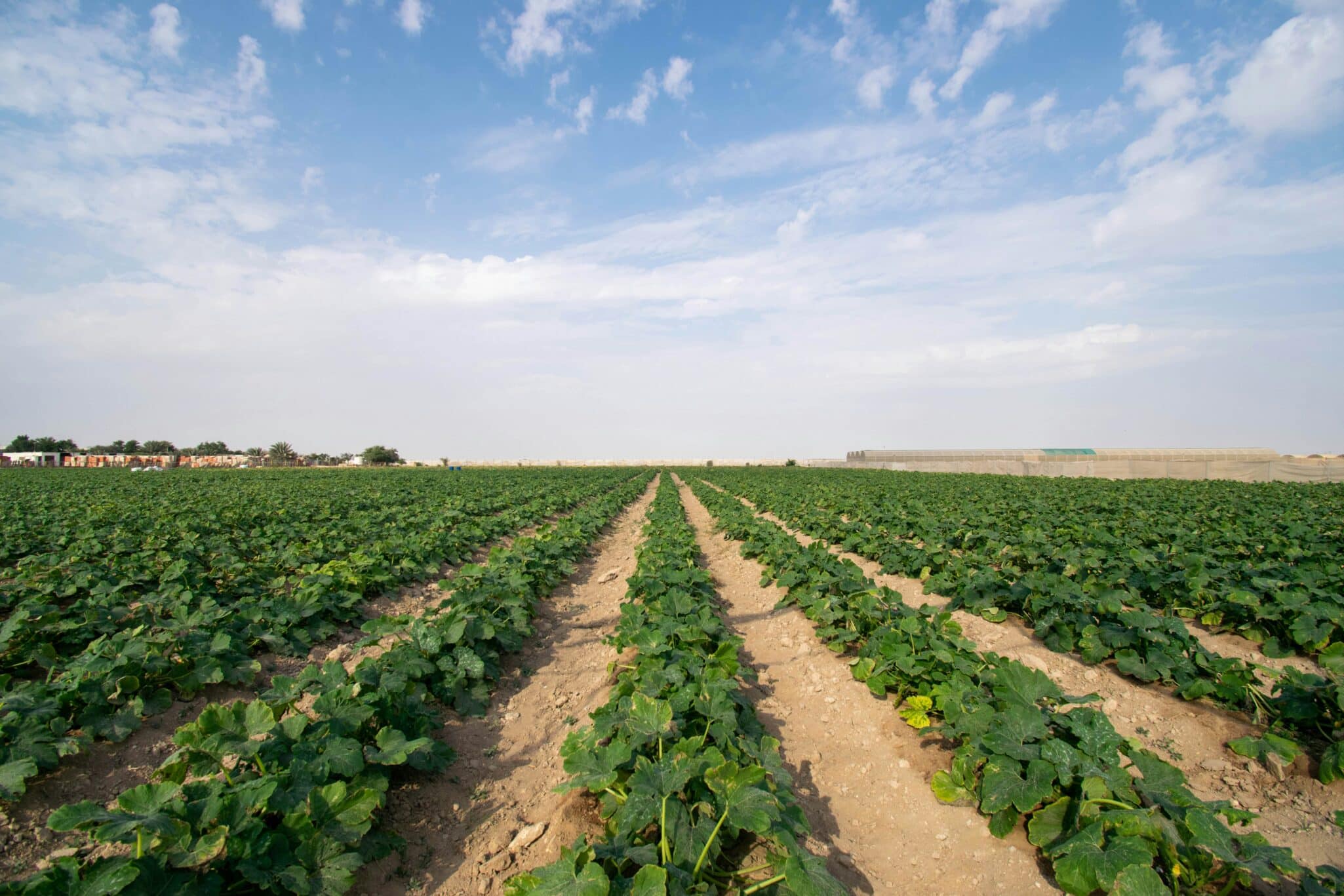 Advancing Eco Agriculture and Market Gardener Institute partner to equip small-scale growers with regenerative tools, science, and training.