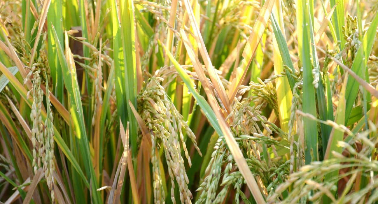 NoMy Japan partners with Kagome to explore koji-based mycoprotein foods, advancing Japan’s sustainable domestic protein innovation.