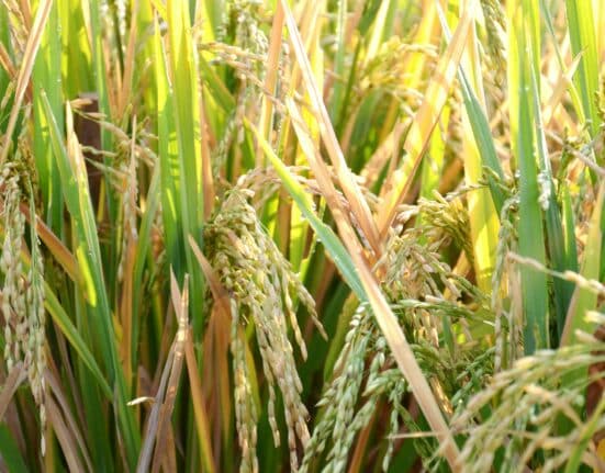 NoMy Japan partners with Kagome to explore koji-based mycoprotein foods, advancing Japan’s sustainable domestic protein innovation.