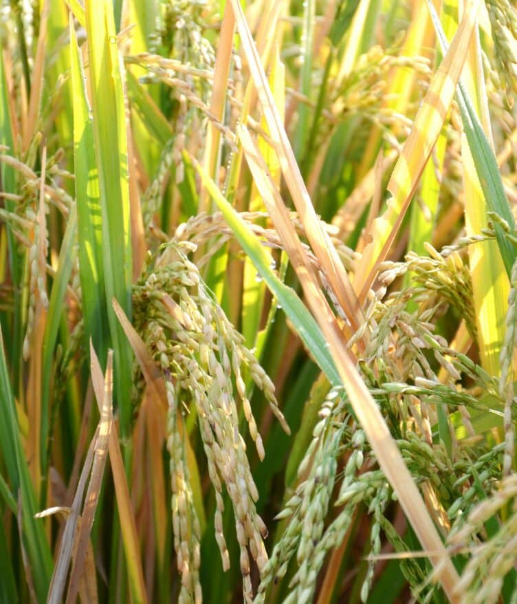 NoMy Japan partners with Kagome to explore koji-based mycoprotein foods, advancing Japan’s sustainable domestic protein innovation.