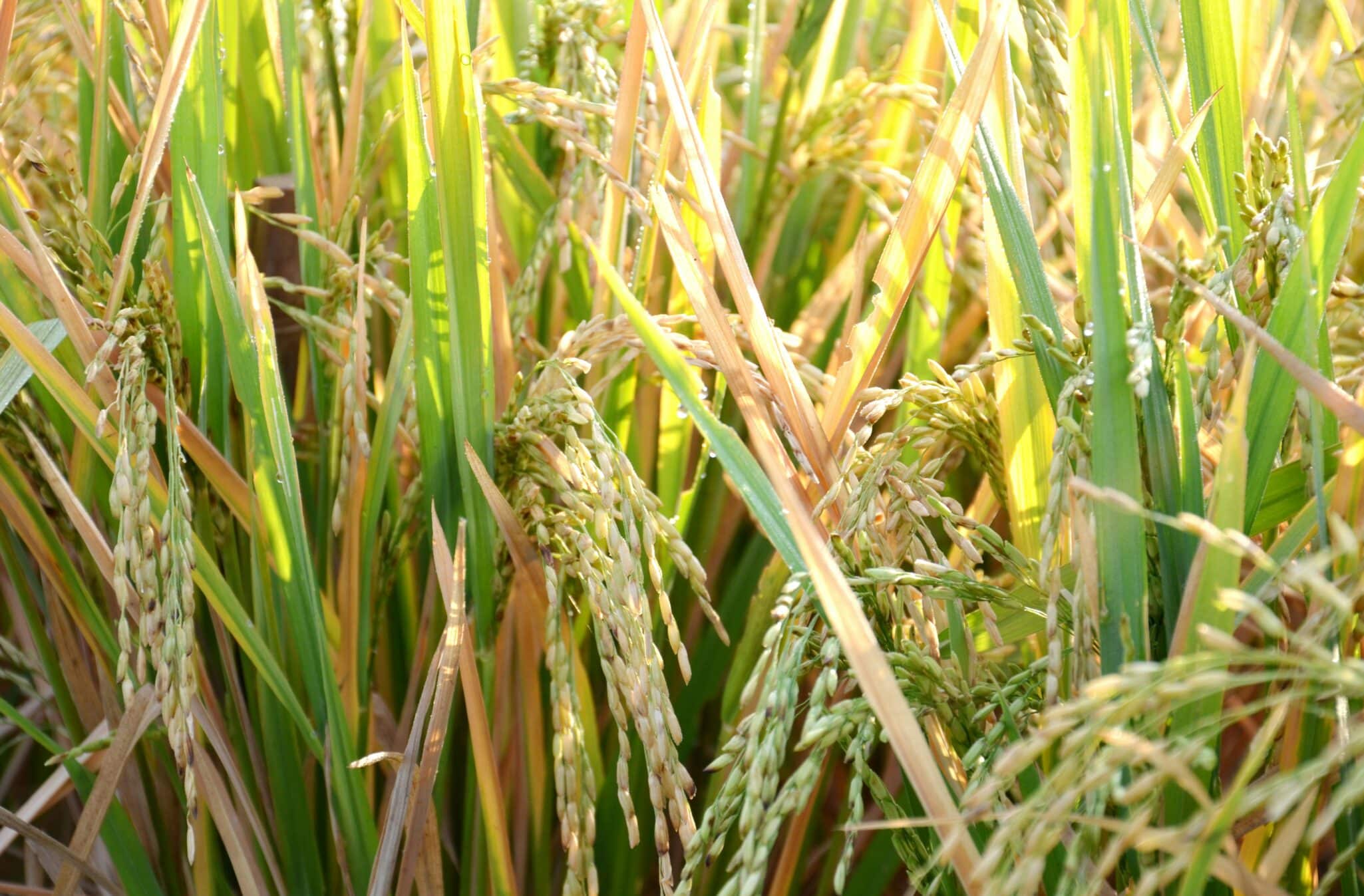 NoMy Japan partners with Kagome to explore koji-based mycoprotein foods, advancing Japan’s sustainable domestic protein innovation.