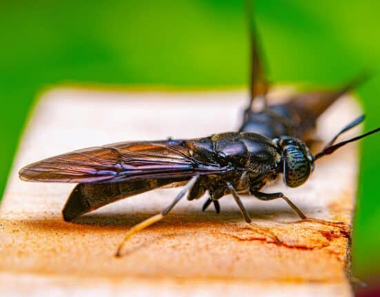 NRGene Canada signed its first commercial supply agreement for MaxBSF™ larvae, transitioning to full-scale production in the BSF industry