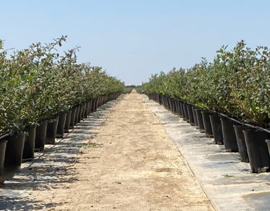 Nazca Capital has acquired a majority stake in SanSan, a Spanish company specializing in hydroponic pots for blueberry cultivation.