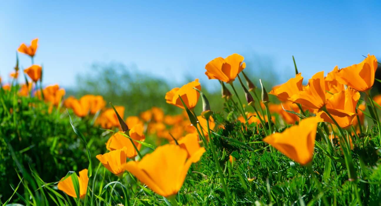 California AgTech Alliance launches $15M initiative to boost innovation, workforce training, and regional agtech adoption statewide.
