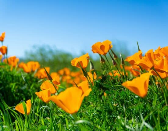 California AgTech Alliance launches $15M initiative to boost innovation, workforce training, and regional agtech adoption statewide.