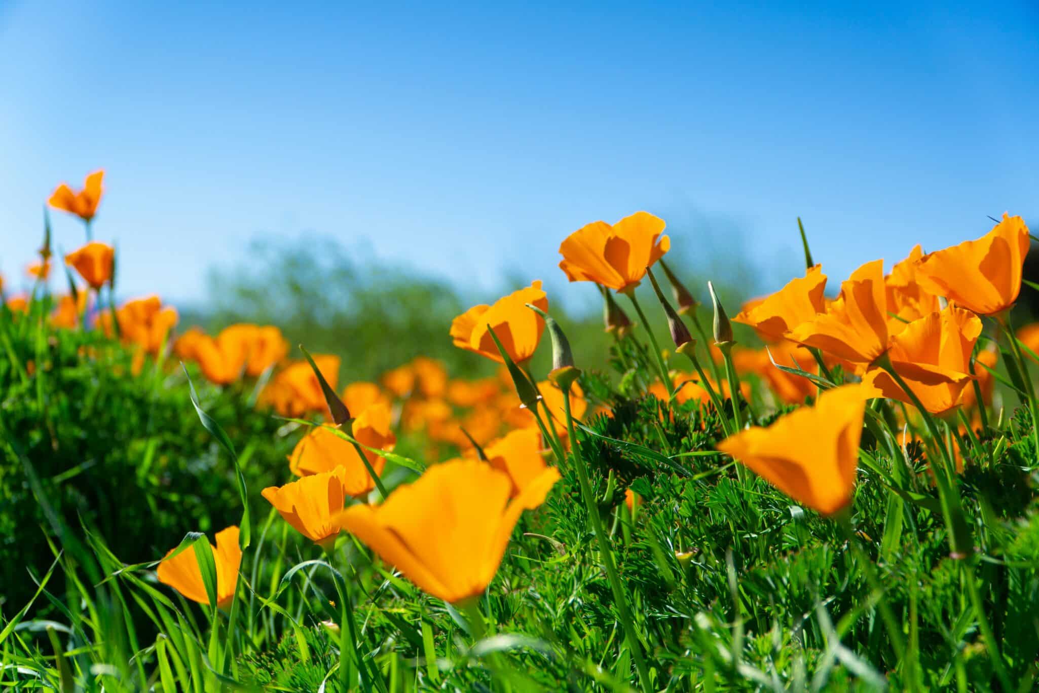 California AgTech Alliance launches $15M initiative to boost innovation, workforce training, and regional agtech adoption statewide.
