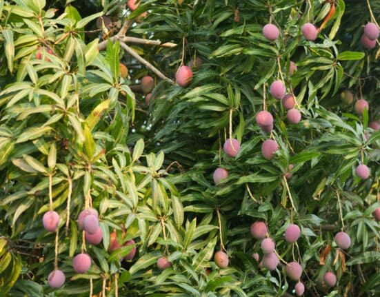 Premier Tech expands its PRO-MIX® AGTIV® portfolio for CEA growers, combining biologicals and substrates to boost crop yield and quality.