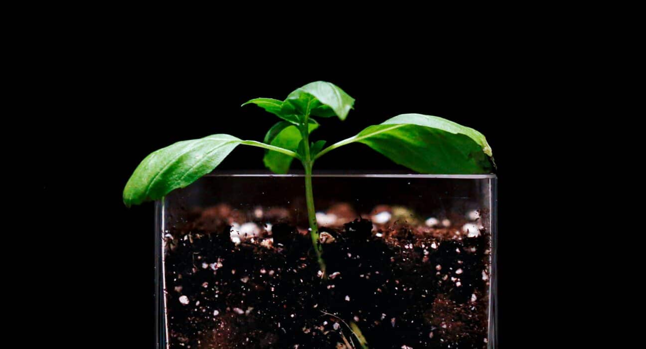 Plant Health Care nears California approval for PHC68949, the first foliar-applied biological solution for nematode protection.