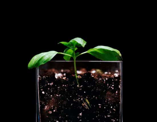 Plant Health Care nears California approval for PHC68949, the first foliar-applied biological solution for nematode protection.