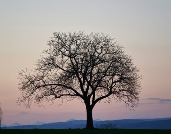 WisdomTree acquires Ceres Partners, marking entry into private markets with a farmland platform offering diversification and growth.