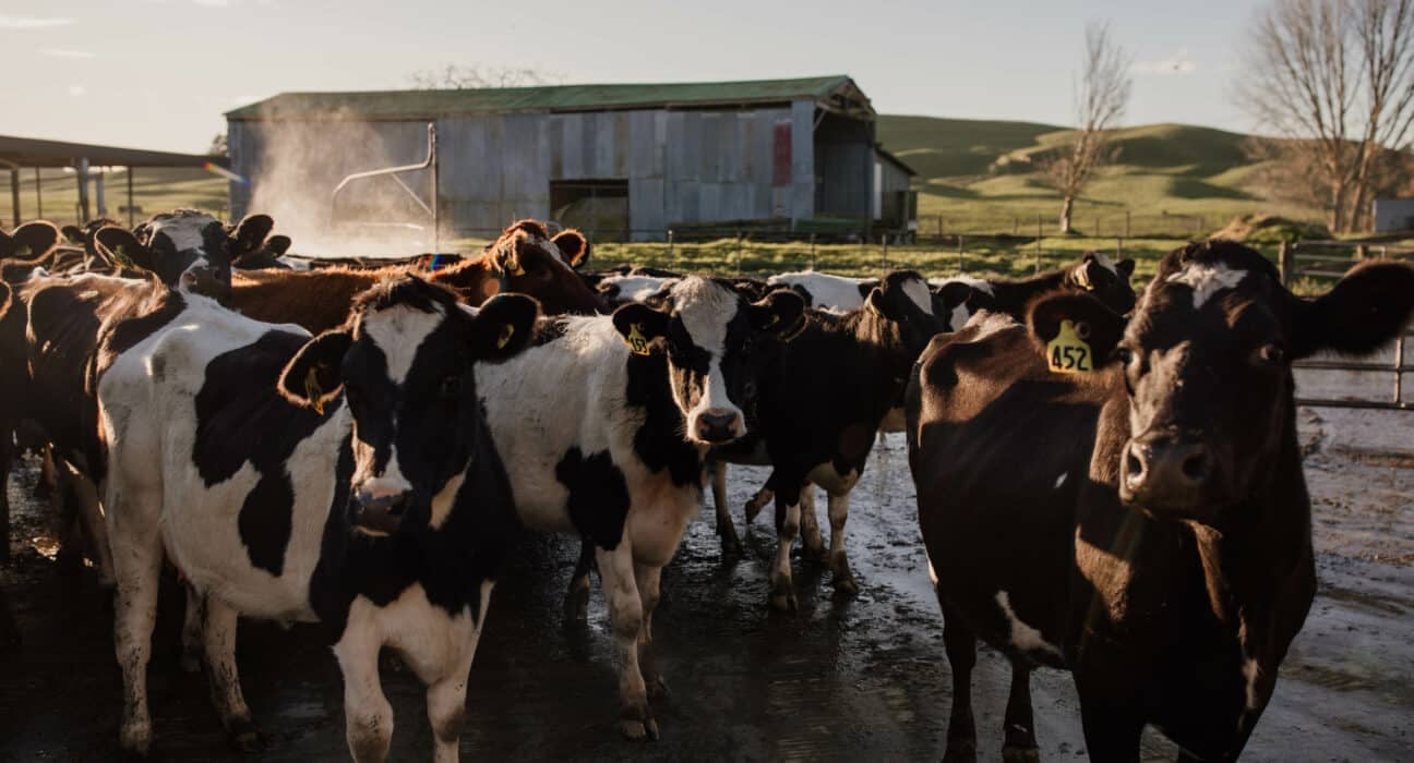 Ruminant Biotech closed a $9.5M USD Series A round, co-led by Rosrain Investments and Cultivate Ventures, to support commercial roll-out.