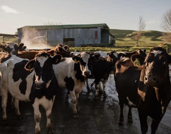 Ruminant Biotech closed a $9.5M USD Series A round, co-led by Rosrain Investments and Cultivate Ventures, to support commercial roll-out.