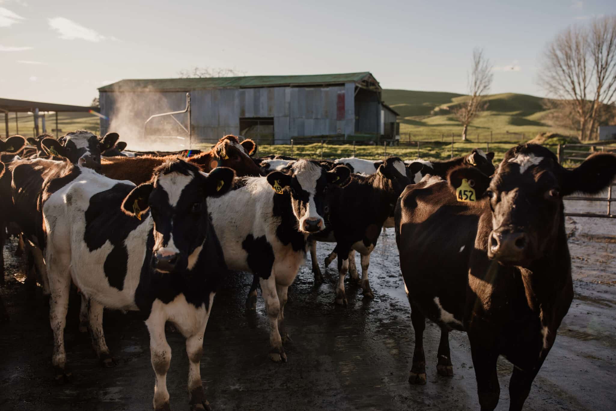 Ruminant Biotech closed a $9.5M USD Series A round, co-led by Rosrain Investments and Cultivate Ventures, to support commercial roll-out.