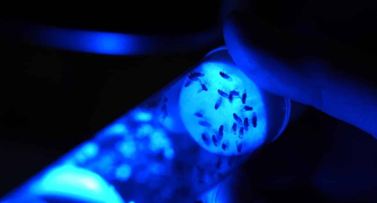 Biocentis has secured $19 million through seed equity funding and a grant from Wellcome to expand its biological insect-control platform.