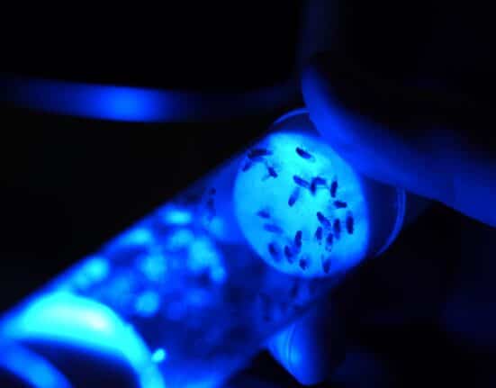 Biocentis has secured $19 million through seed equity funding and a grant from Wellcome to expand its biological insect-control platform.