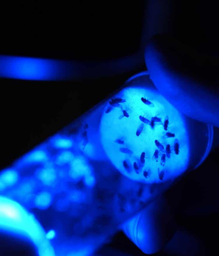 Biocentis has secured $19 million through seed equity funding and a grant from Wellcome to expand its biological insect-control platform.