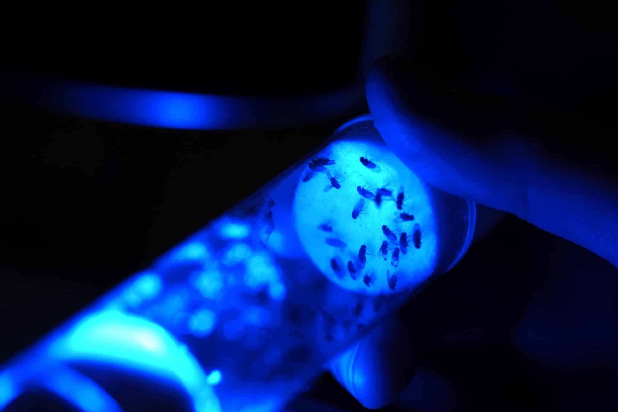 Biocentis has secured $19 million through seed equity funding and a grant from Wellcome to expand its biological insect-control platform.