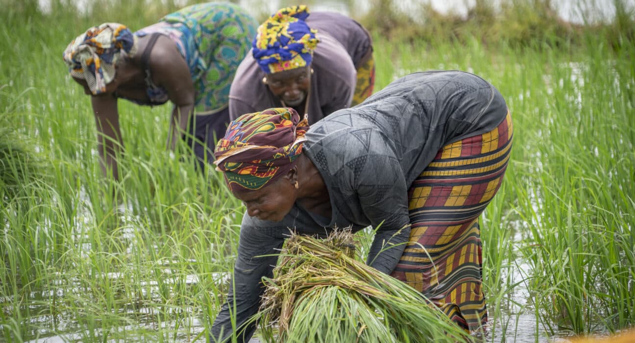 The African Development Fund approved a $14.64 million grant to support Project 2 of the Programme to Strengthen Resilience to Food and Nutrition Insecurity in the Sahel (P2-P2RS).