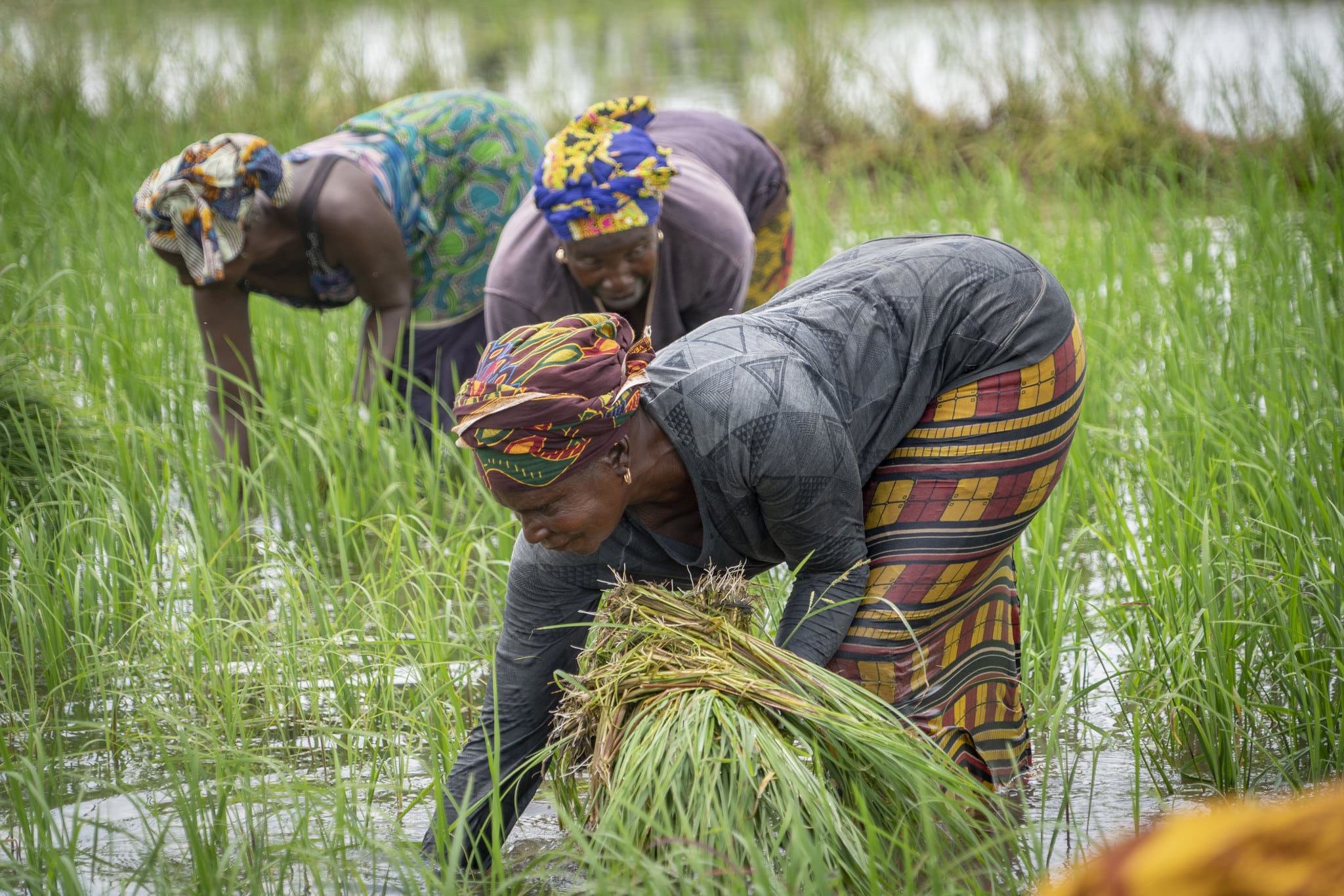 The African Development Fund approved a $14.64 million grant to support Project 2 of the Programme to Strengthen Resilience to Food and Nutrition Insecurity in the Sahel (P2-P2RS).