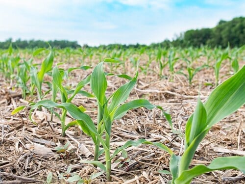 Sustainea and Primient launch regenerative ag project on 1,000 Indiana acres to boost soil health, carbon capture, and resilience.