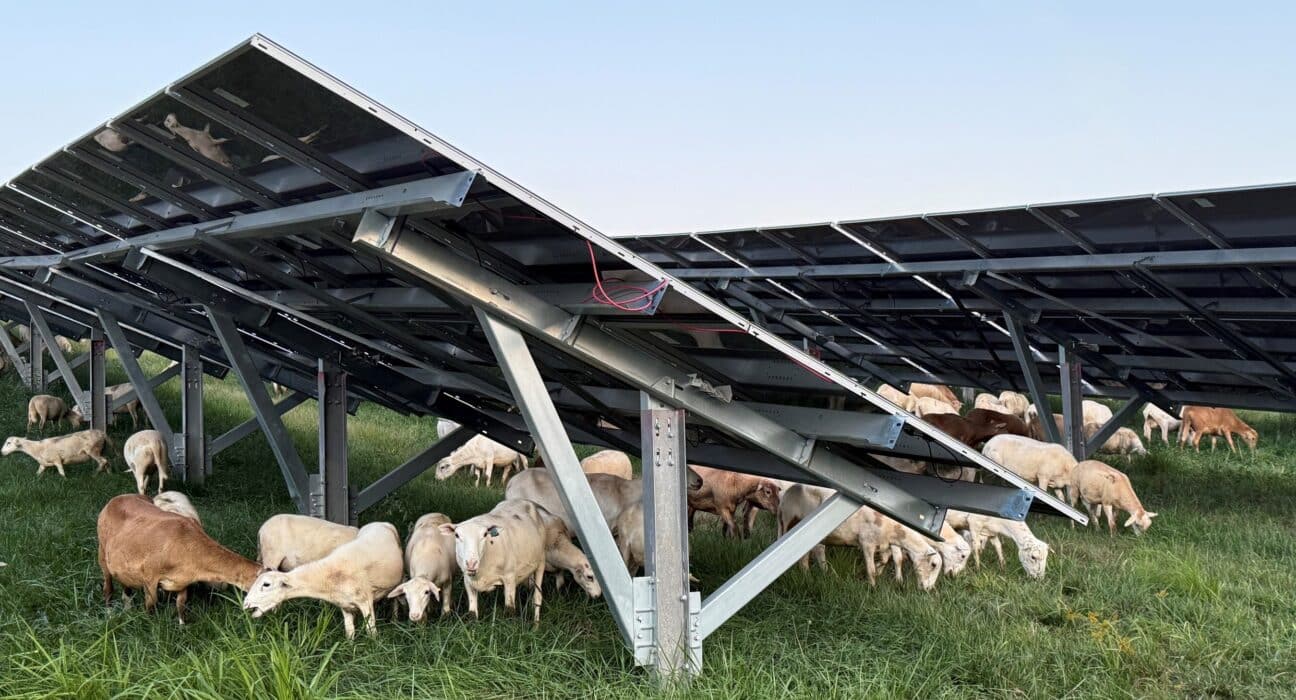 FirstEnergy subsidiary Mon Power used approximately 350 sheep to manage vegetation around 50,000 solar panels near Fort Martin Power Station.