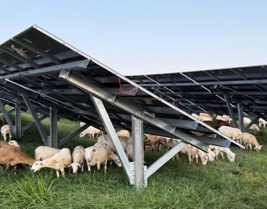 FirstEnergy subsidiary Mon Power used approximately 350 sheep to manage vegetation around 50,000 solar panels near Fort Martin Power Station.