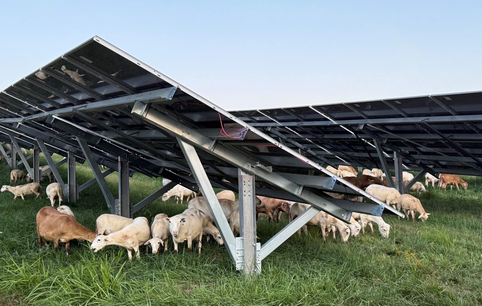 FirstEnergy subsidiary Mon Power used approximately 350 sheep to manage vegetation around 50,000 solar panels near Fort Martin Power Station.