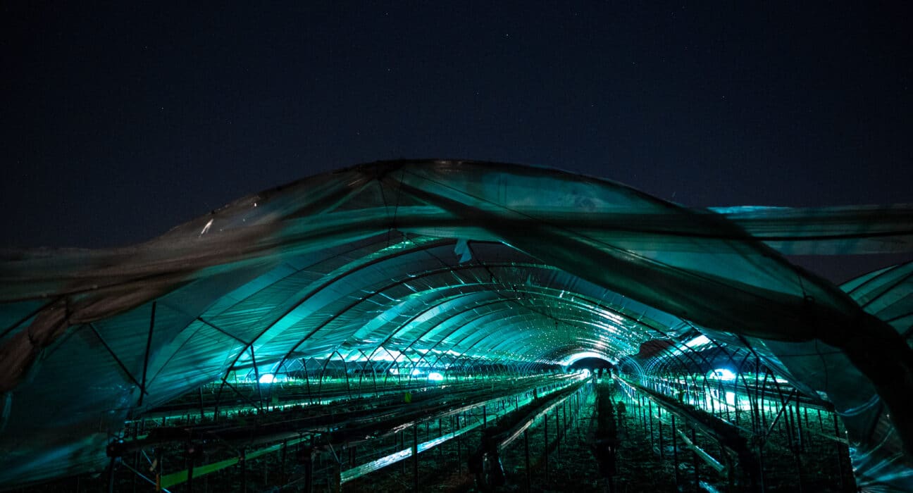 Explore how Pål Johan From transitioned Saga Robotics from research to commercial success in agriculture and robotics.