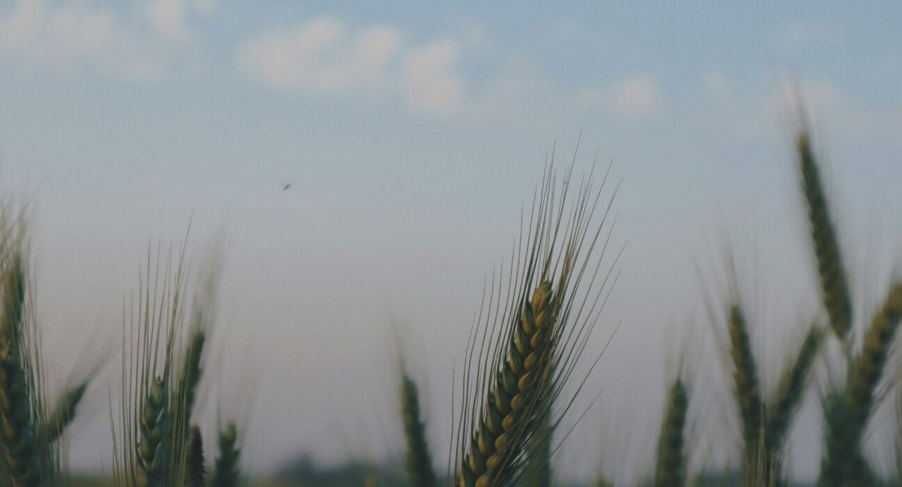 Sustainea and Primient launch regenerative ag project on 1,000 Indiana acres to boost soil health, carbon capture, and resilience.