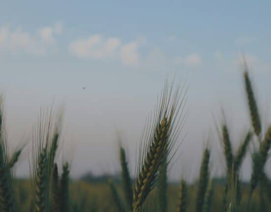Sustainea and Primient launch regenerative ag project on 1,000 Indiana acres to boost soil health, carbon capture, and resilience.