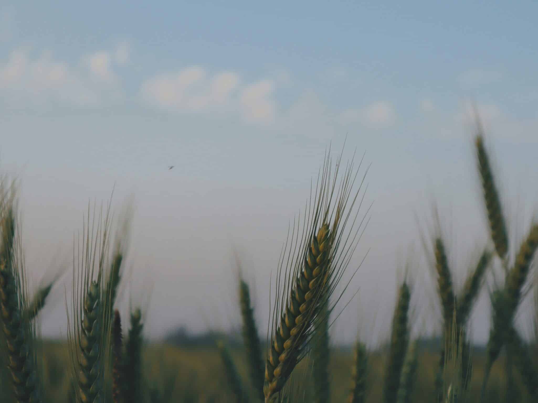 Sustainea and Primient launch regenerative ag project on 1,000 Indiana acres to boost soil health, carbon capture, and resilience.