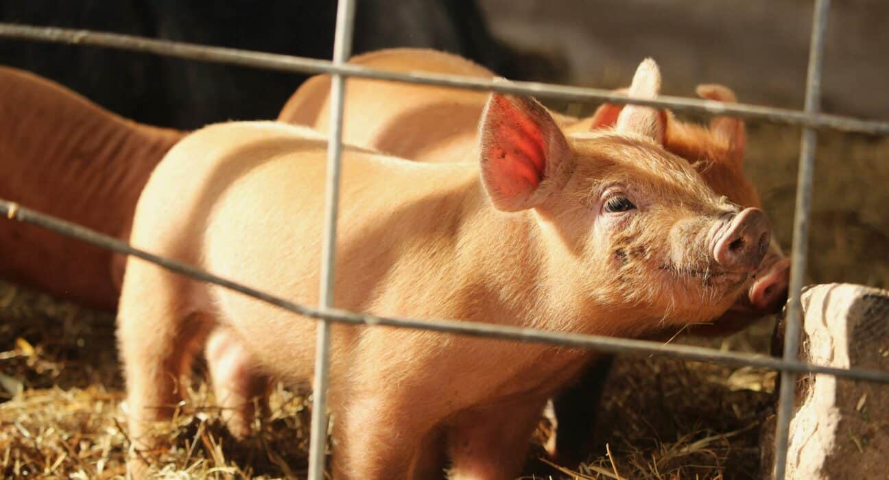 Visium has installed its Far-UVC sanitization system at Pig Hill Farms, marking a significant development in livestock-focused biosecurity.