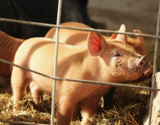 Visium has installed its Far-UVC sanitization system at Pig Hill Farms, marking a significant development in livestock-focused biosecurity.