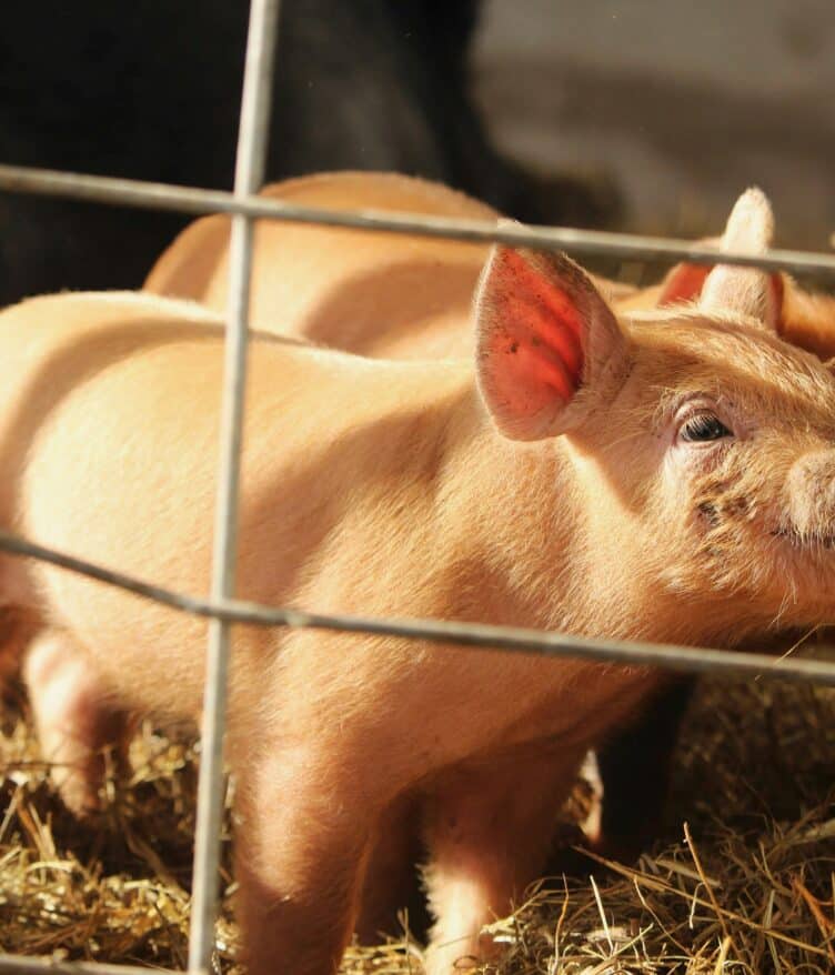 Visium has installed its Far-UVC sanitization system at Pig Hill Farms, marking a significant development in livestock-focused biosecurity.