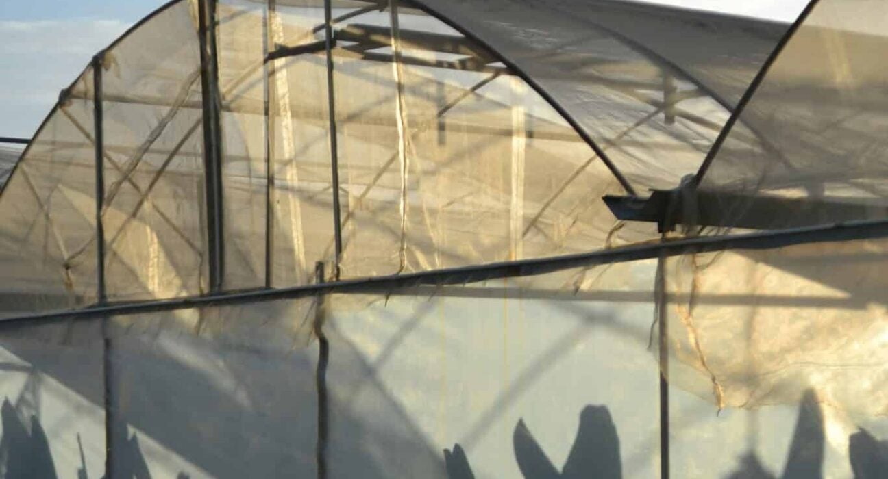 Explore Turkey Indoor Farming and its role in the fresh produce market, contributing significantly to EU imports and exports.