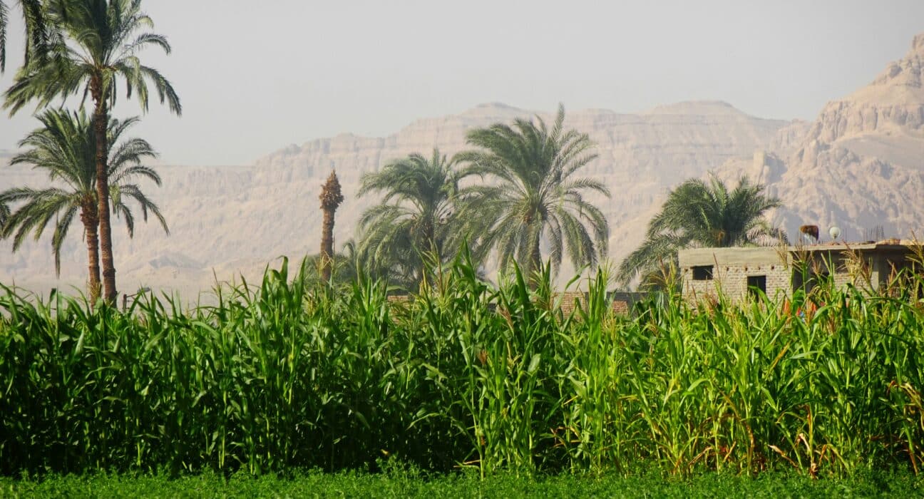 Explore Egypt indoor farming: innovative solutions addressing soil and water challenges in a major agricultural exporter.