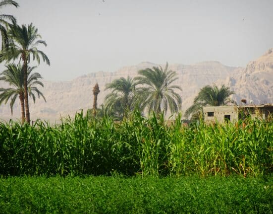 Explore Egypt indoor farming: innovative solutions addressing soil and water challenges in a major agricultural exporter.