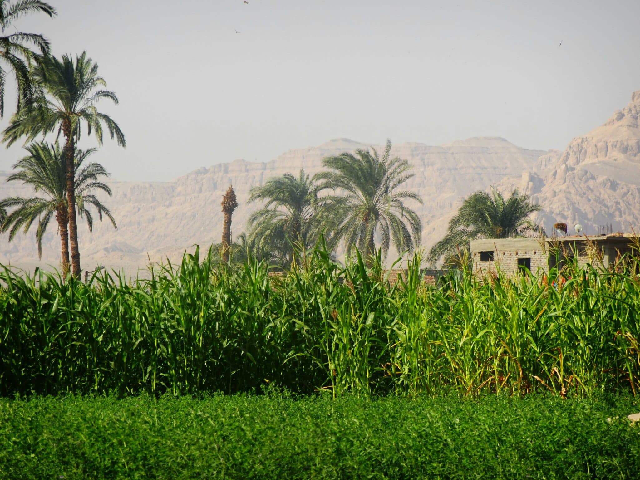 Explore Egypt indoor farming: innovative solutions addressing soil and water challenges in a major agricultural exporter.