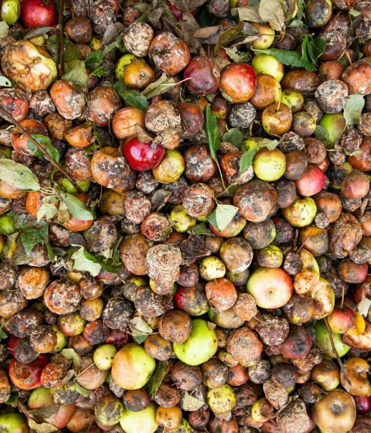 Kenyan agritech startup Farm to Feed raises $1.5M in seed funding to expand operations and reduce food loss.