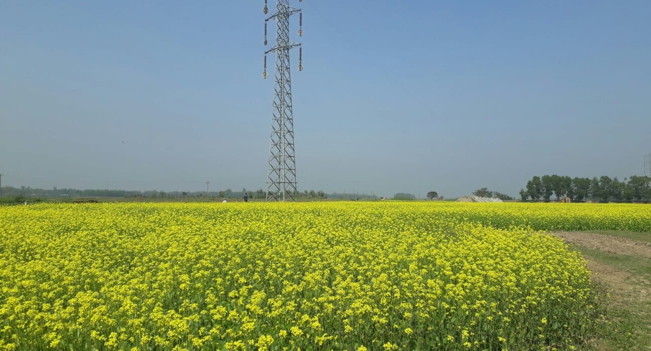 A new Cerulogy report commissioned by Transport & Environment (T&E) finds global biofuels emit 16% more CO₂ on average than the fossil fuels they replace, largely due to deforestation and agricultural expansion.