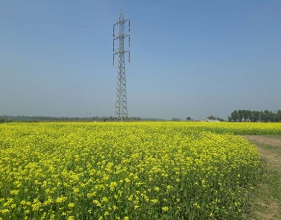 A new Cerulogy report commissioned by Transport & Environment (T&E) finds global biofuels emit 16% more CO₂ on average than the fossil fuels they replace, largely due to deforestation and agricultural expansion.