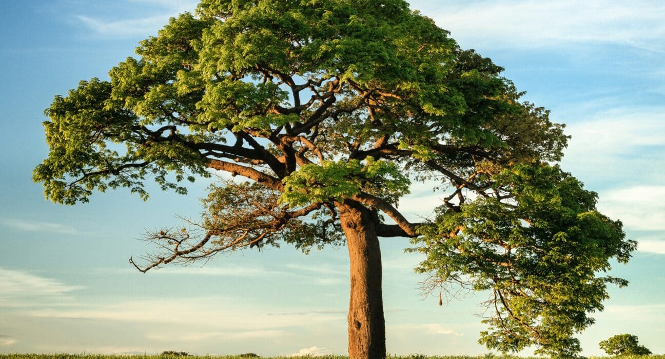 Rhizocore, a biotechnology firm specializing in fungal solutions to enhance tree establishment, has secured £4.5 million in new investment to scale its forestry and woodland restoration technology.