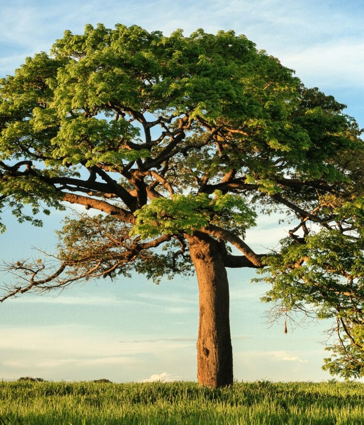 Rhizocore, a biotechnology firm specializing in fungal solutions to enhance tree establishment, has secured £4.5 million in new investment to scale its forestry and woodland restoration technology.